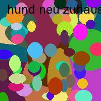 hund neu zuhause